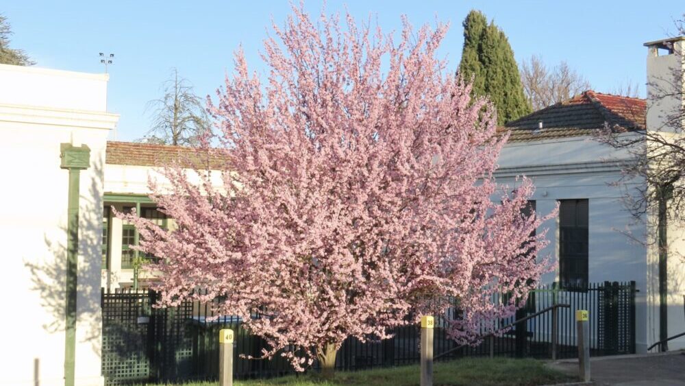 A tree covered in pink blossoms outside the Bathurst Arts Centre